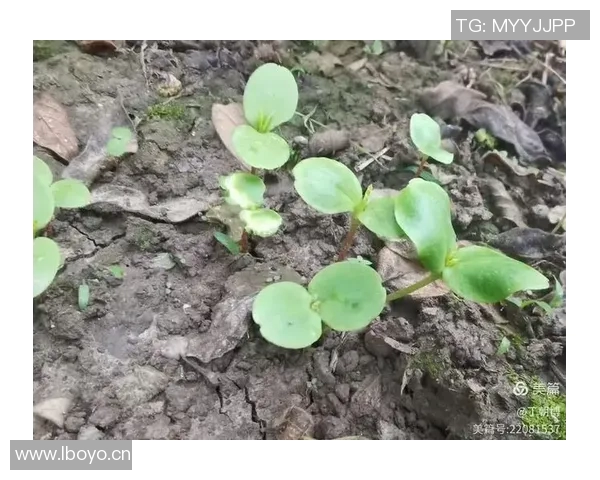 花卉种植技巧与环境优化实践探讨 如何提高植物生长质量和花卉产量